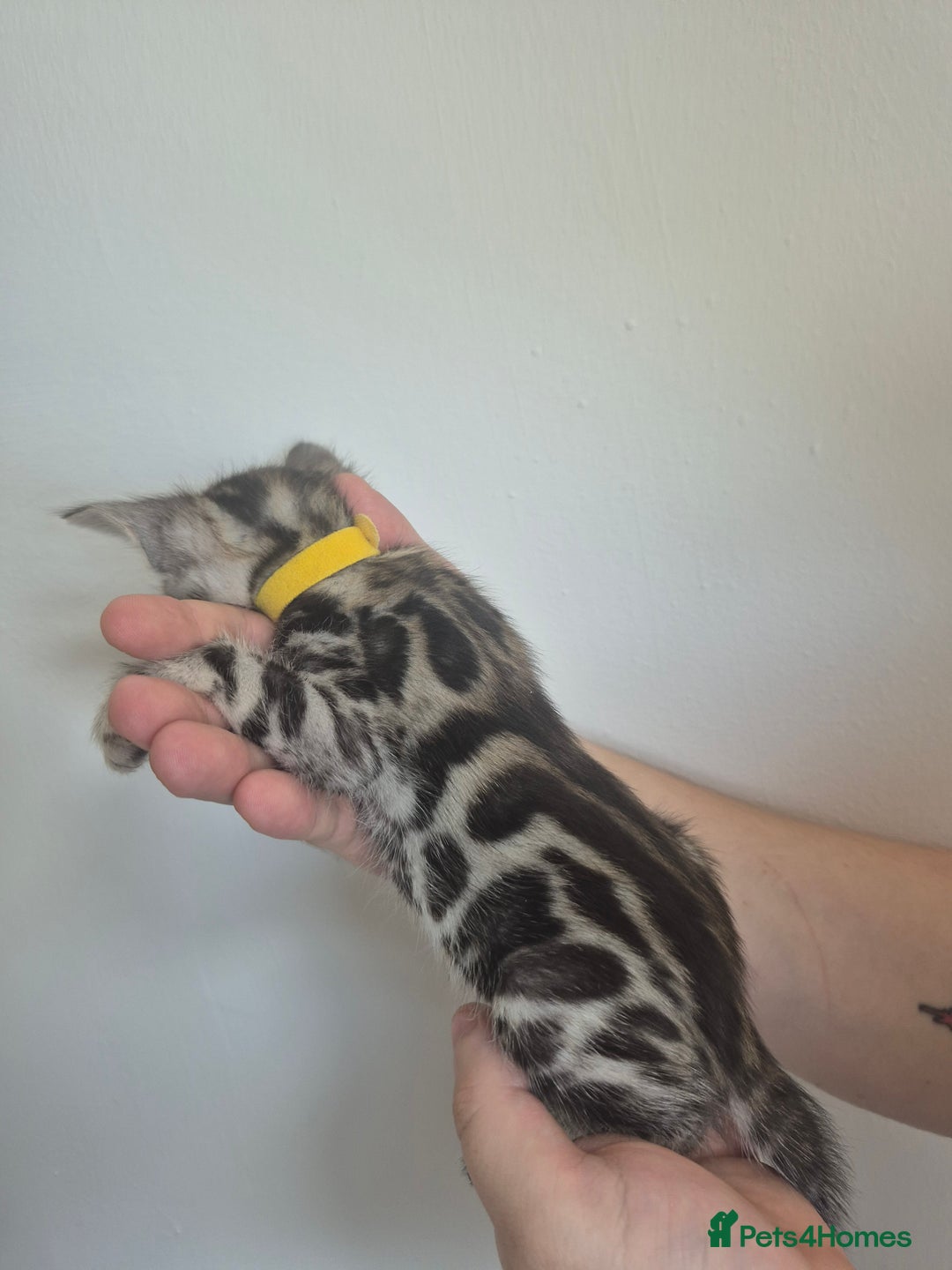 Bengal cats for sale: TICA large/clouded rosettes snow bengal kittens  - Image 16