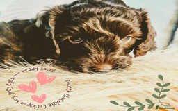 Cockapoo dogs for sale: 5 males, 7 week old Cockerpoo for sale  - Image 16