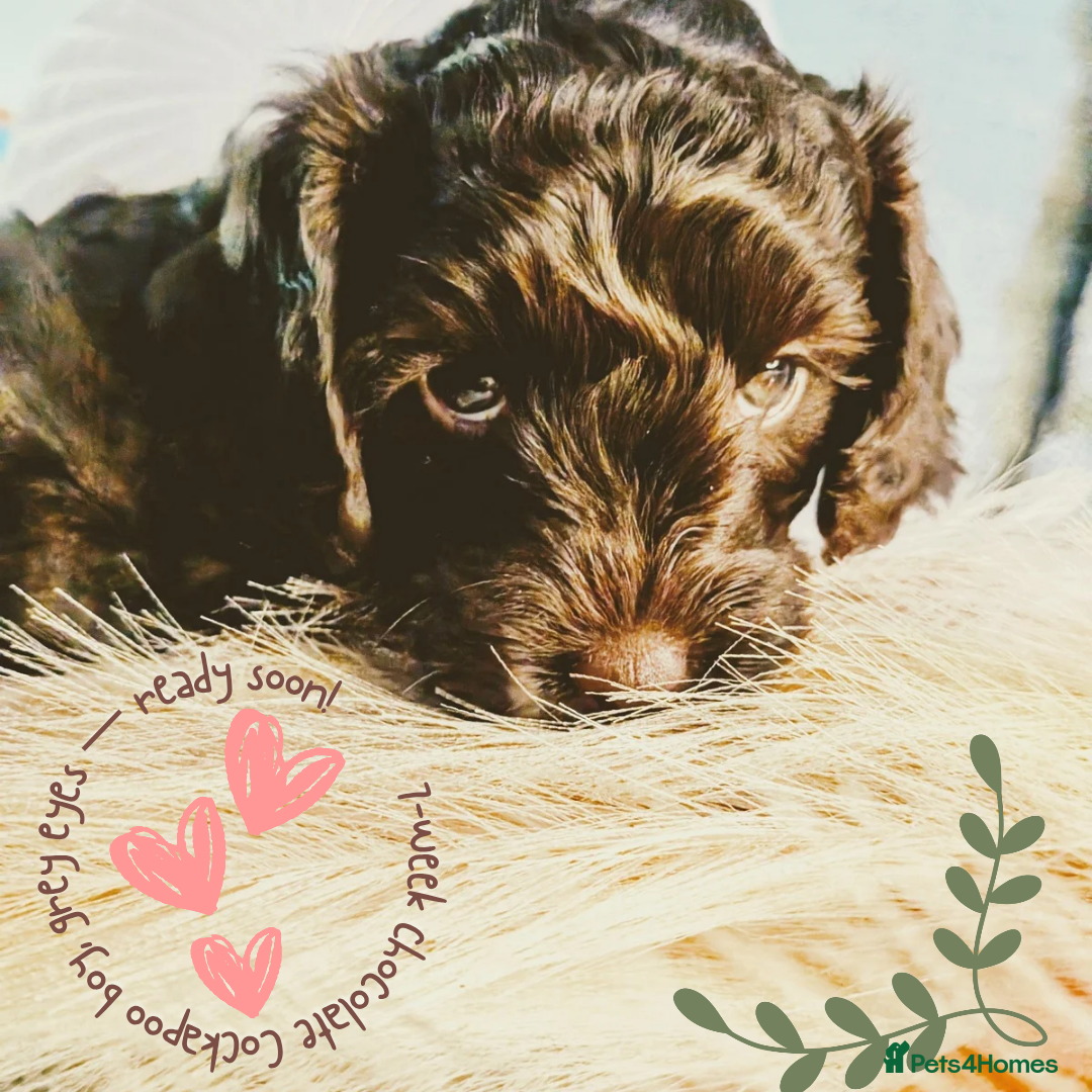 Cockapoo dogs for sale: 5 males, 7 week old Cockerpoo for sale  - Image 16