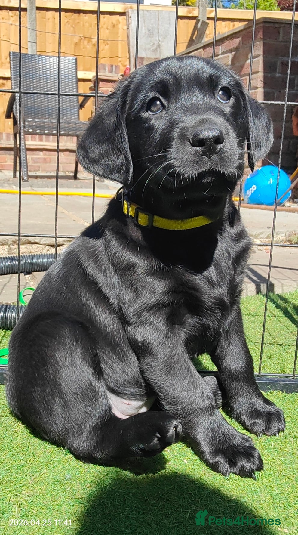 Labrador Retriever dogs Pure Bred Labrador pups, 1 Boy & 1 Girl - Advert 1