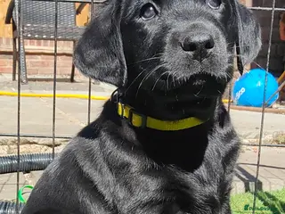 Labrador Retriever dogs Pure Bred Labrador pups, 1 Boy & 1 Girl - Advert 1