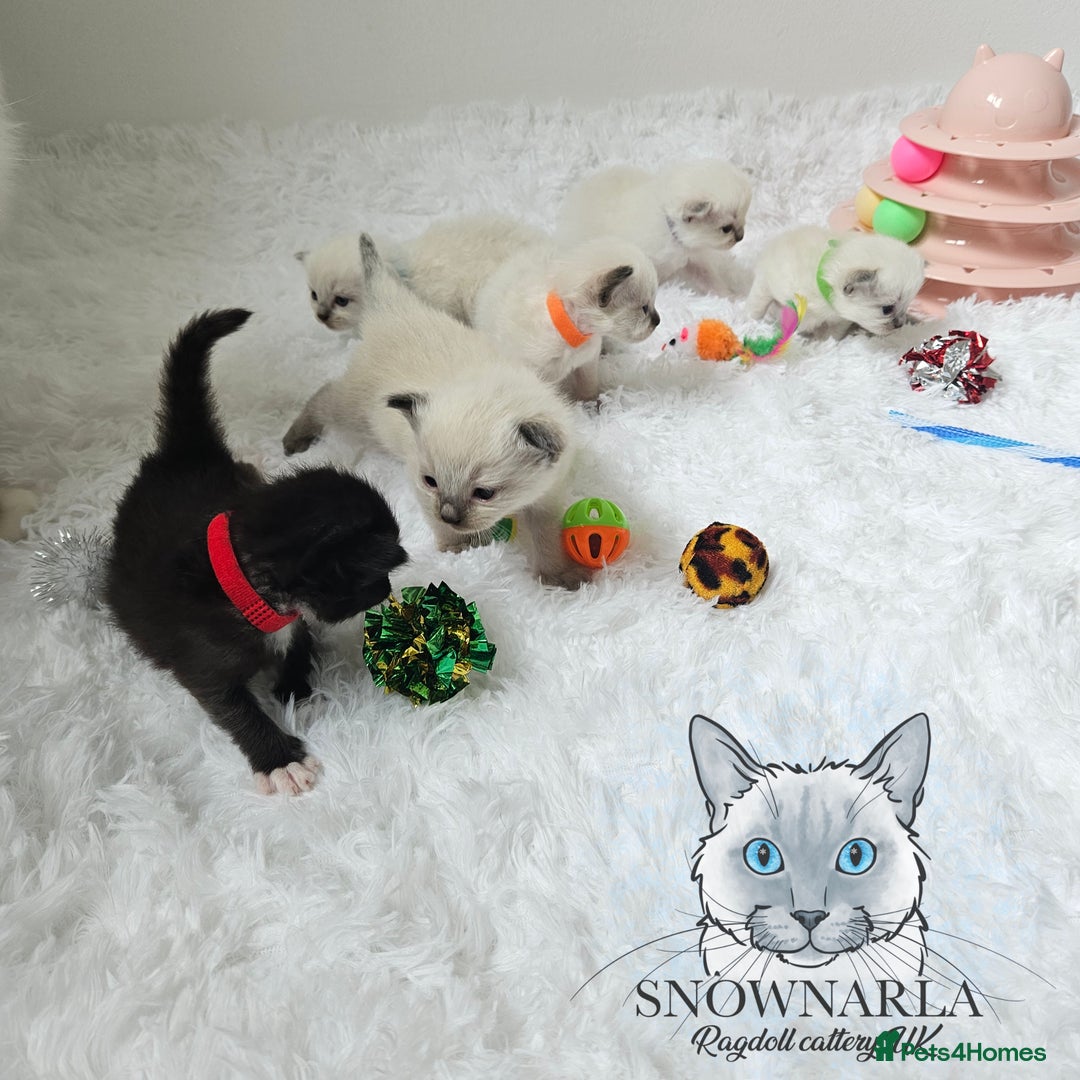 Ragdoll cats for sale: 3 Tica Boys Genetic test Certyficate HCM and PKD  - Image 26
