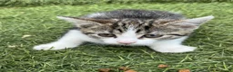 Mixed Breed cats for sale: Adorable kittens need a new place 🥰  - Advert 10