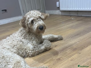 Golden Retriever dogs - Advert 10