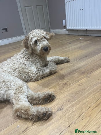 Golden Retriever dogs - Advert 7