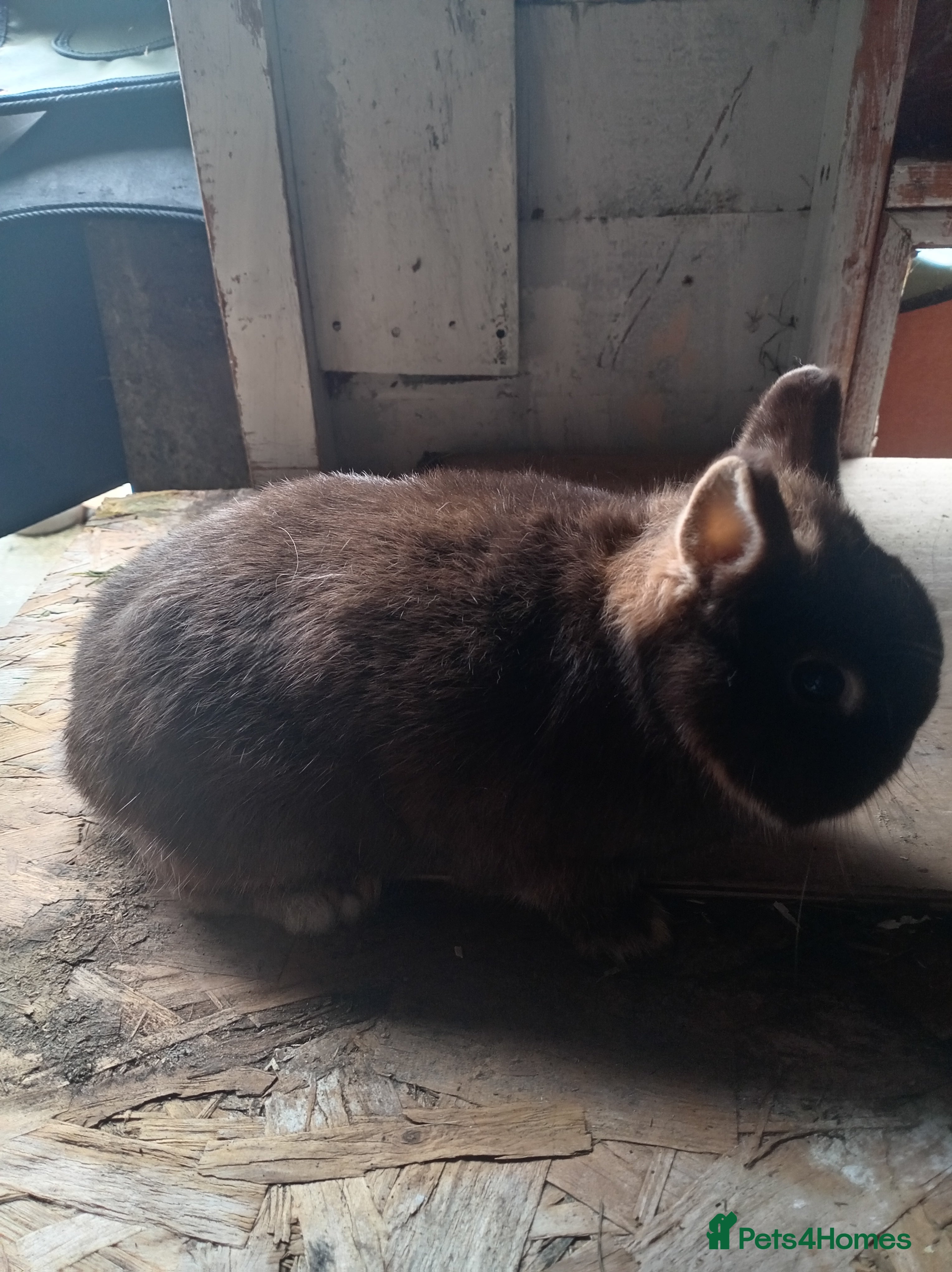 Netherland Dwarf rabbits Netherland dwarf rabbits  - Advert 8