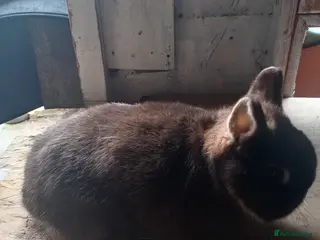 Netherland Dwarf rabbits Netherland dwarf rabbits - Advert 8