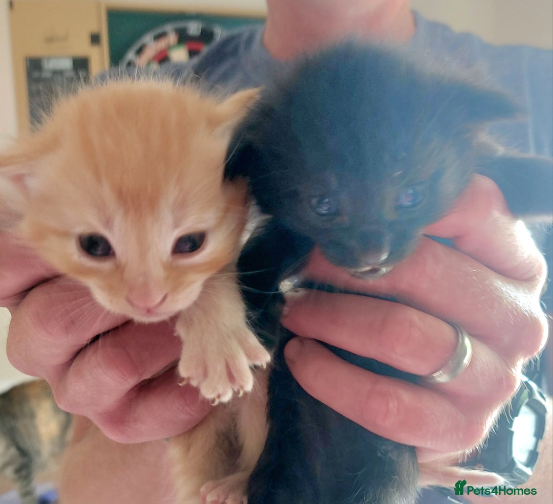 Domestic Shorthair cats for sale: Kittens  - Image 3