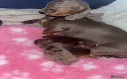 Miniature Dachshund dogs for sale: Miniature dachshund  - Image 8
