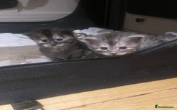 Maine Coon cats for sale: 🐾 Proven TICA  Maine Coon Queen – Black Smoke 🐾 - Image 11