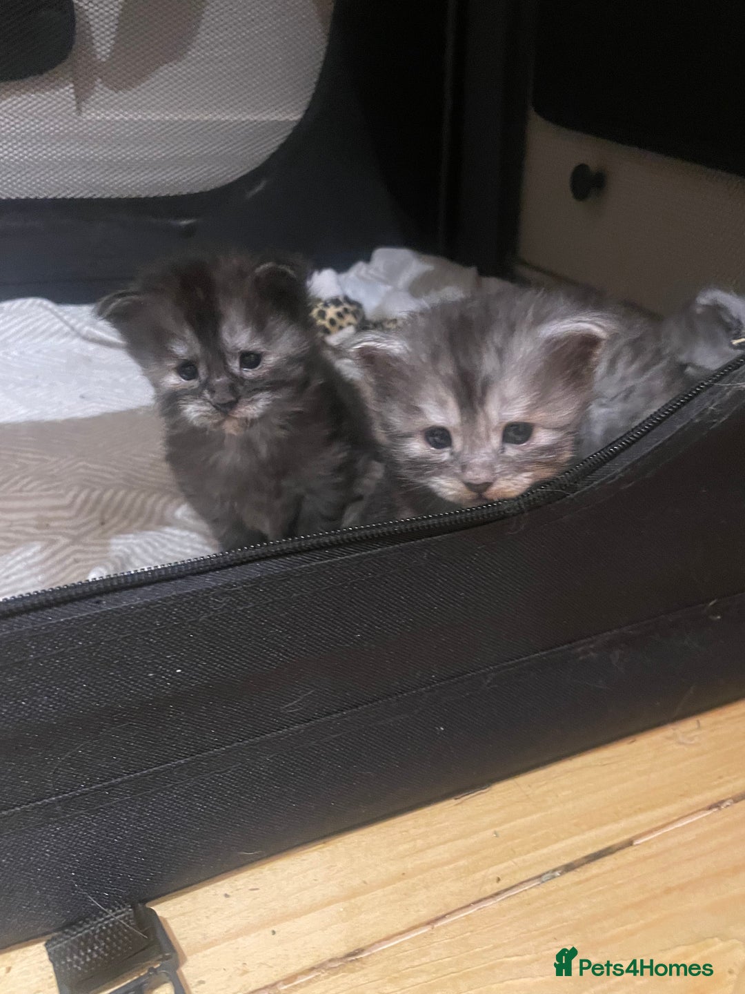 Maine Coon cats for sale: 🐾 Proven TICA  Maine Coon Queen – Black Smoke 🐾 - Image 11