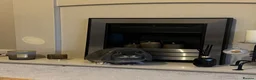 Mini Lop rabbits for sale: Gorgeous House rabbit (male)  - Advert 9