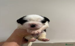 Saint Bernard dogs for sale: One male st bernard puppy - Image 6
