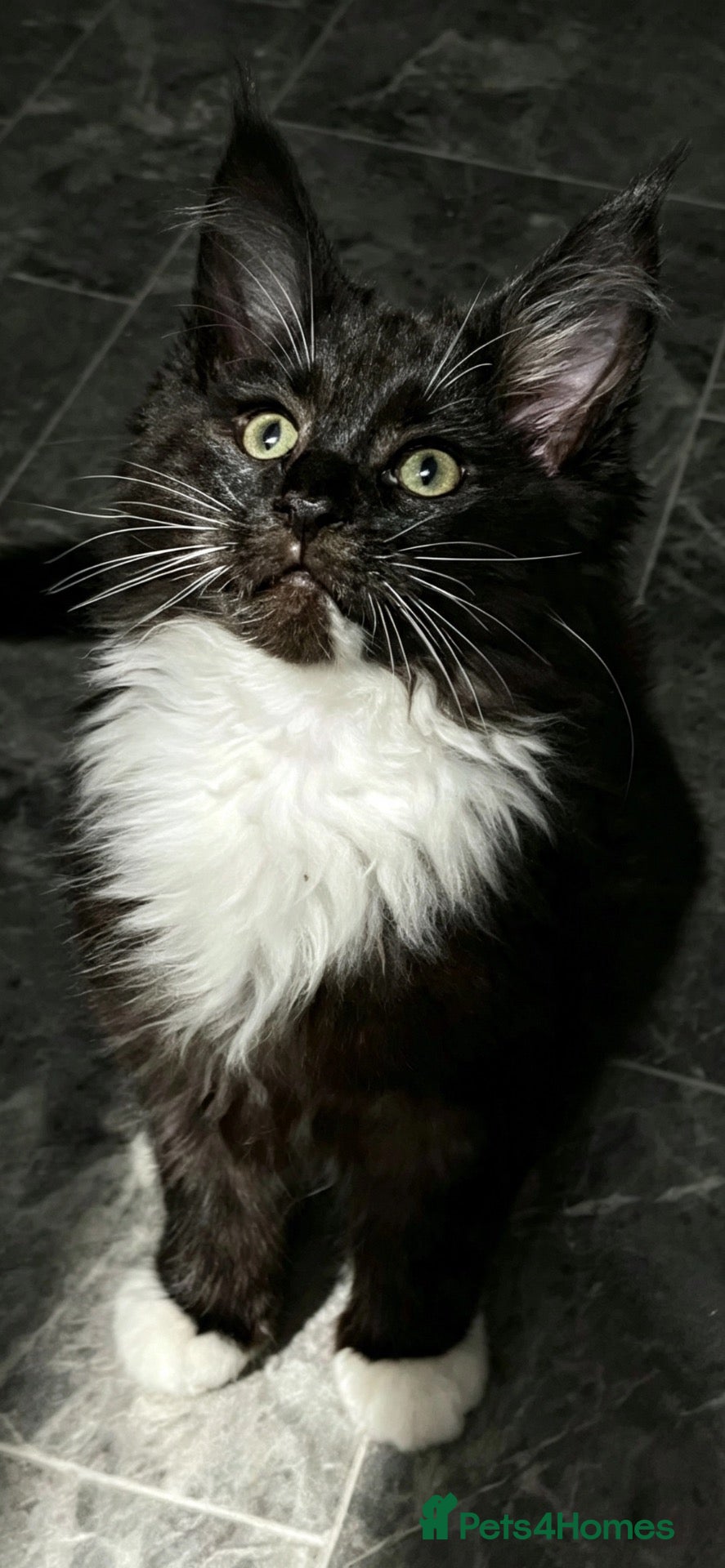 Maine Coon cats Stunning Maine coon babies very large size  - Advert 1