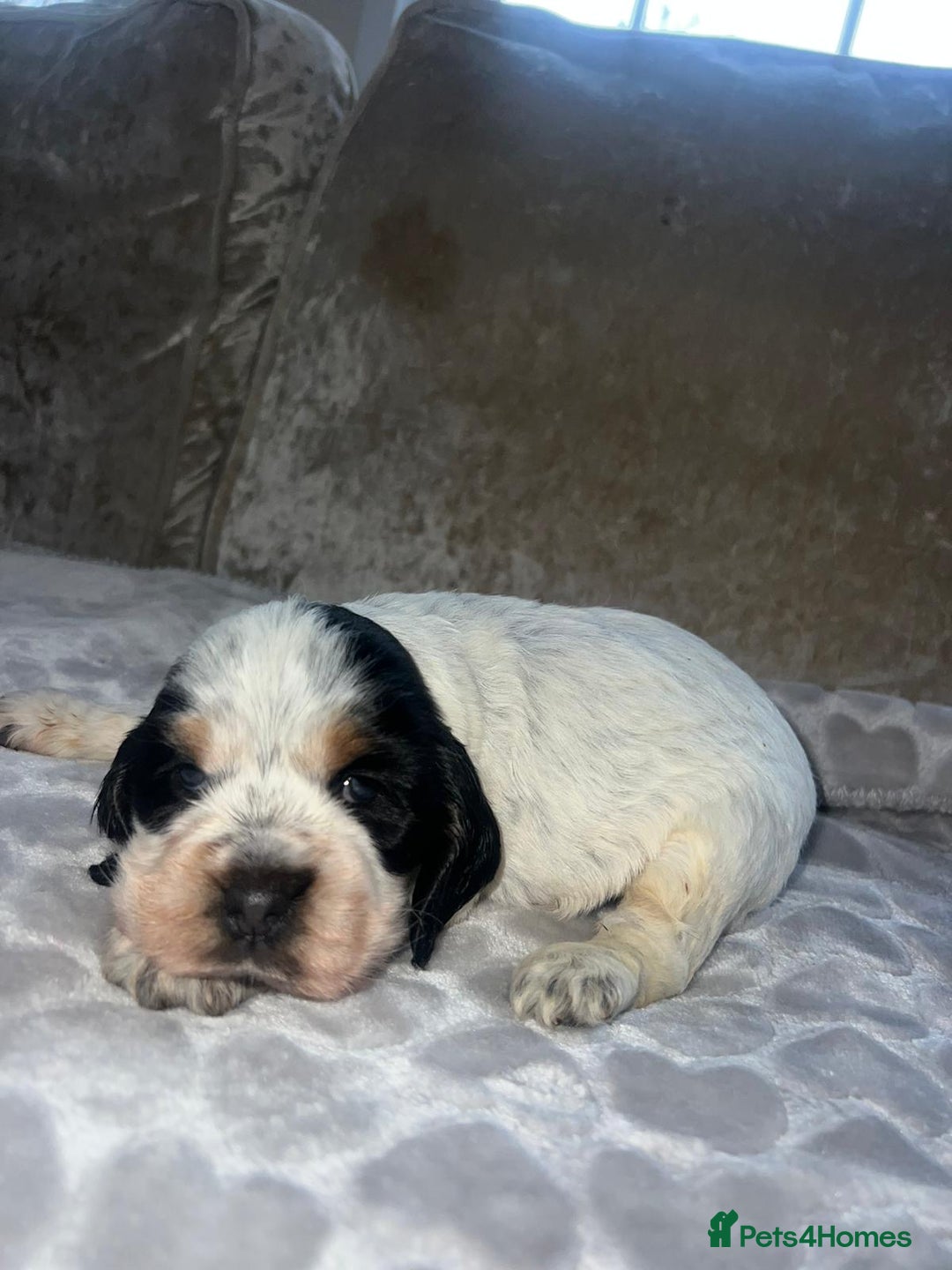 Cocker Spaniel dogs for sale: Kc registered show cocker spaniels  - Advert 7