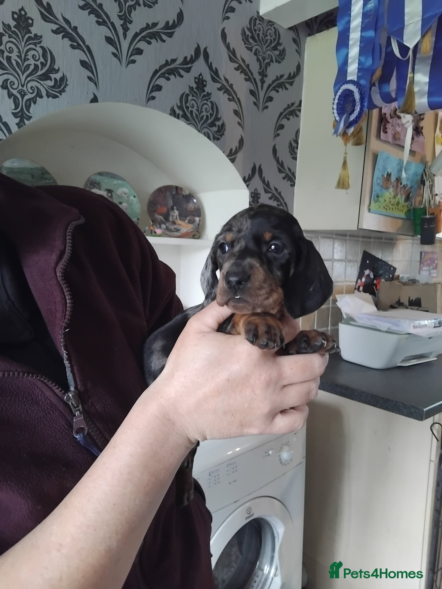 Miniature Dachshund dogs Miniature dachshund puppies  - Advert 2
