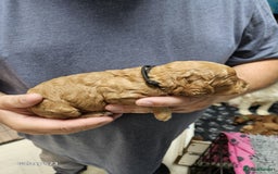 Cockapoo dogs for sale: FULLY HEALTH TESTED FOX RED MINIATURE COCKAPOOS - Image 8