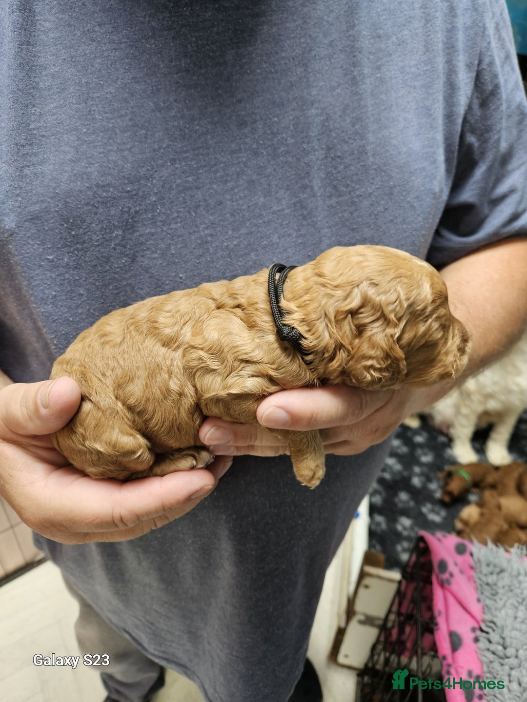 Cockapoo dogs for sale: FULLY HEALTH TESTED FOX RED MINIATURE COCKAPOOS - Image 8