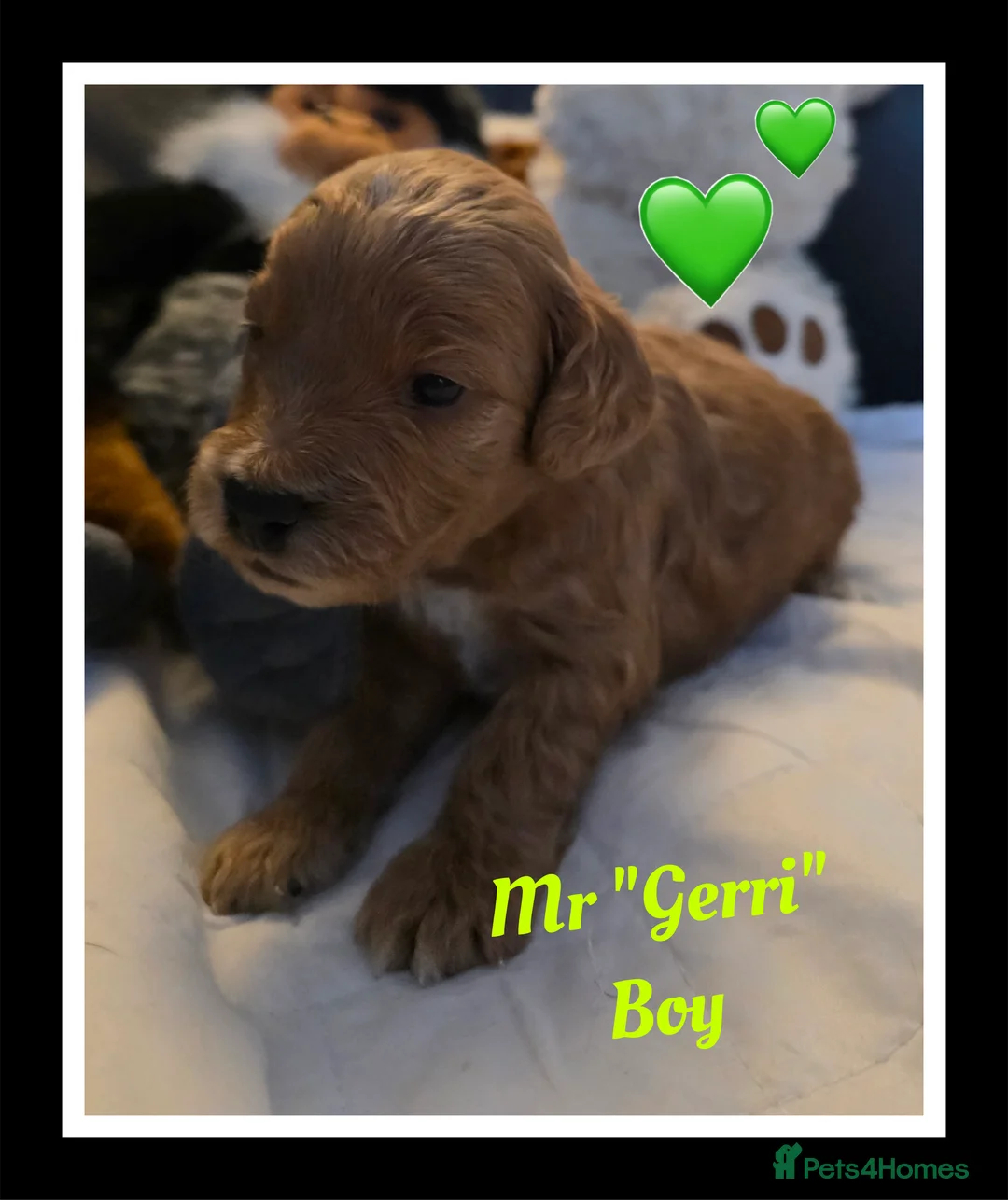 Cockapoo dogs for sale: Adorable Cockerpoo Teddy Bears - Advert 9