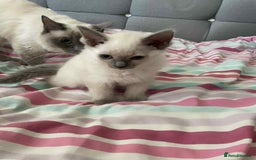 Ragdoll cats for sale: Ragdoll Kittens - Image 4