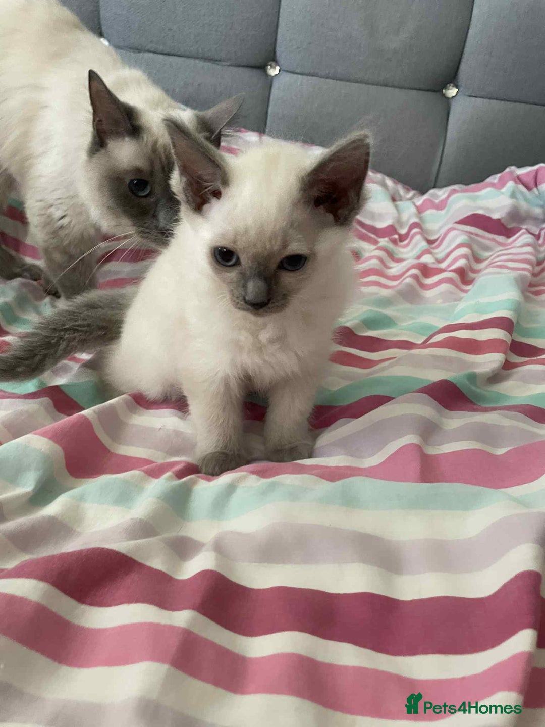 Ragdoll cats for sale: Ragdoll Kittens - Image 4