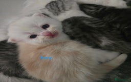Persian cats for sale: Persian x fluffy kittens  - Image 14