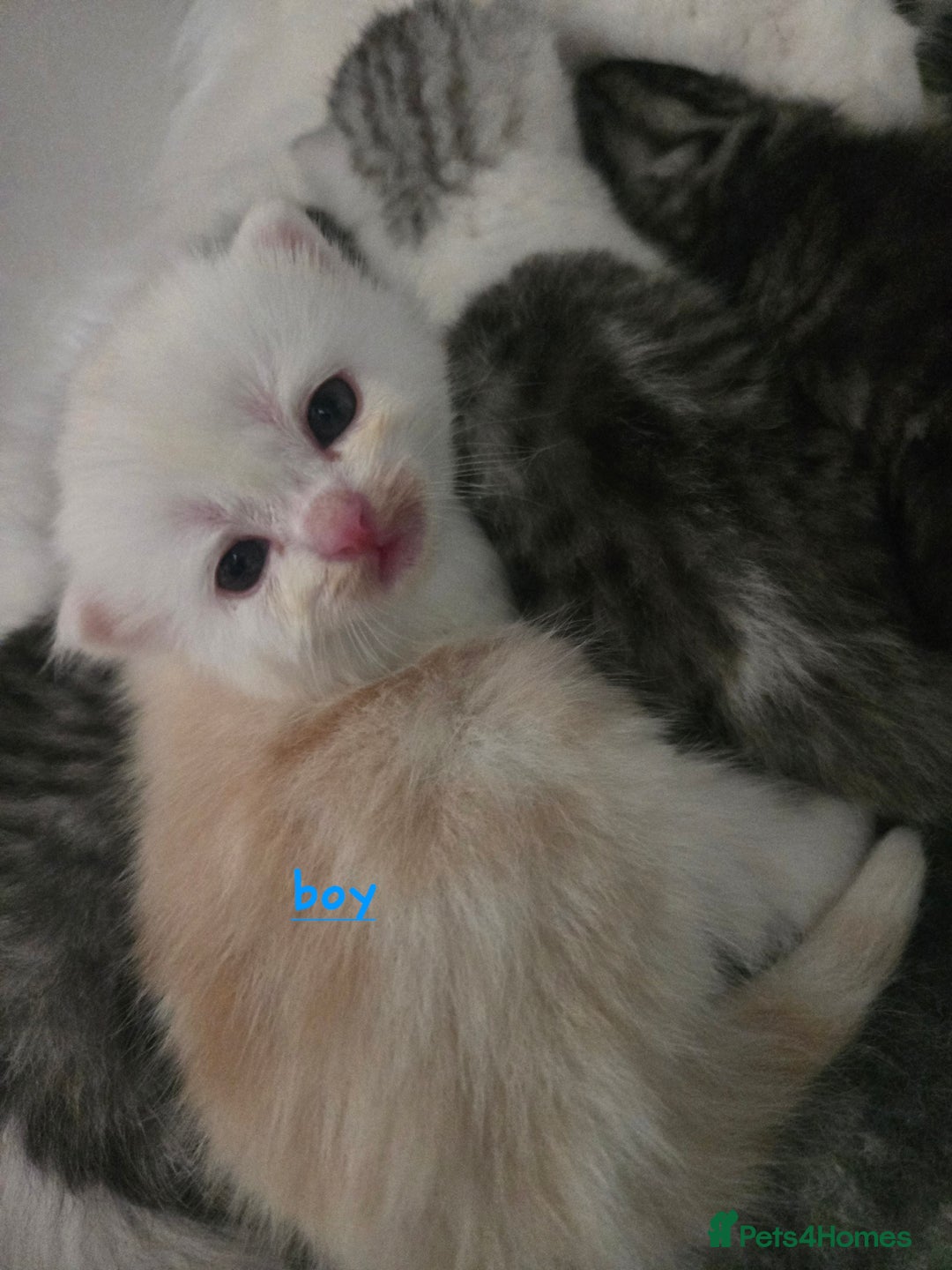 Persian cats for sale: Persian x fluffy kittens  - Image 14