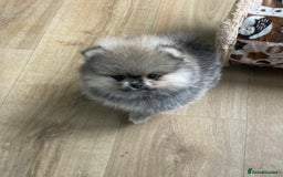 Pomeranian dogs for sale: Amazing Pom puppies from Five Star breeder  - Image 6