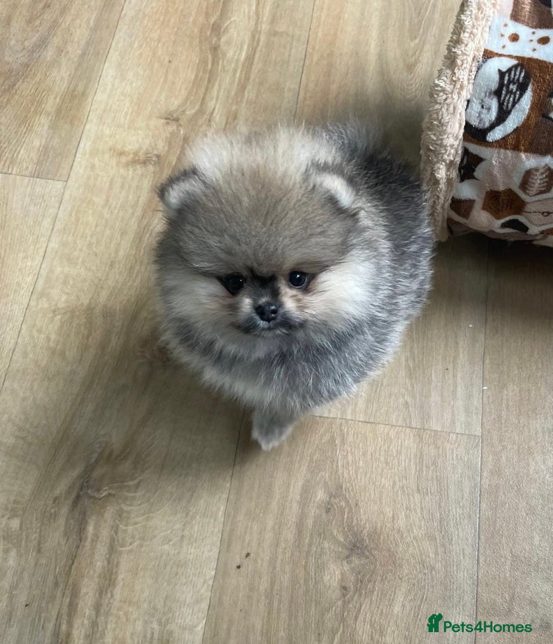 Pomeranian dogs for sale: Amazing Pom puppies from Five Star breeder  - Image 6