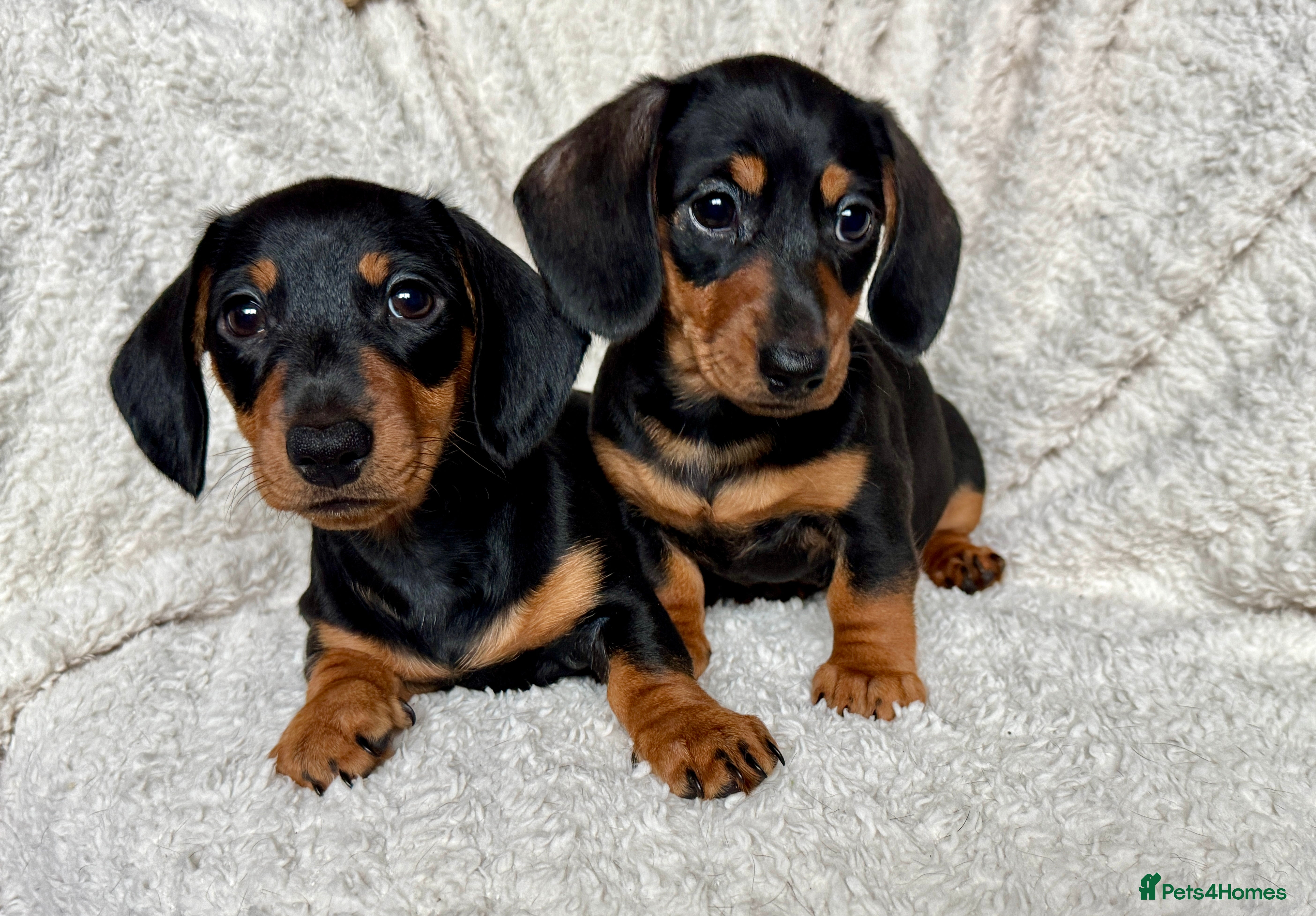 Dachshund dogs Mini dachshund puppies, PRA clear, health tested - Advert 1
