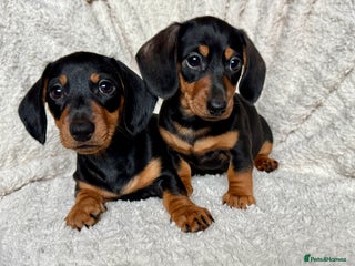 Dachshund dogs Mini dachshund puppies, PRA clear, health tested - Advert 7