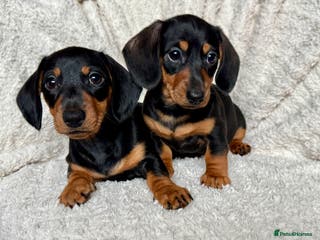 Dachshund dogs Mini dachshund puppies, PRA clear, health tested - Advert 18