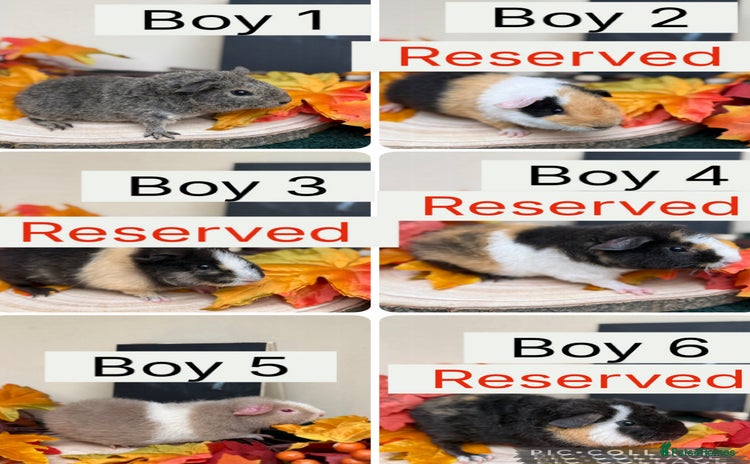 Guinea Pig rodents - Advert 2