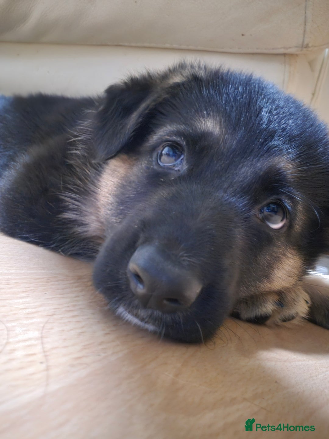 German Shepherd dogs for sale: Last German Shepherd girl remaining  - Image 4
