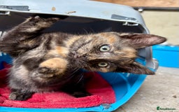 Mixed Breed cats for sale: 4 farm kittens for sale  - Image 4