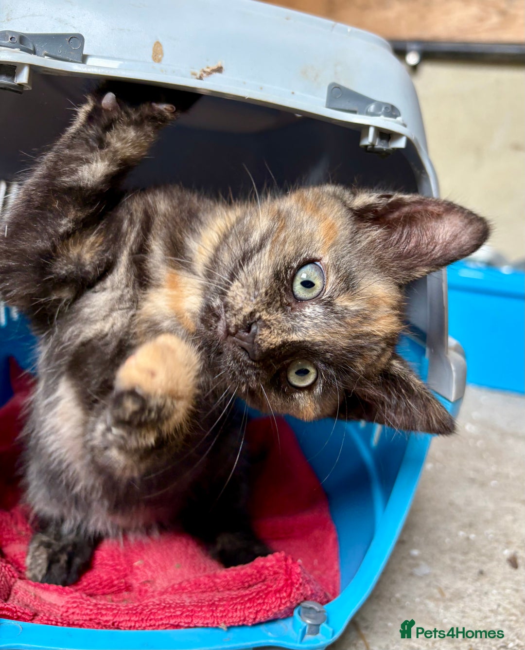 Mixed Breed cats for sale: 4 farm kittens for sale  - Image 4
