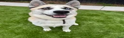 Huskita dogs for sale: Male huskita for sale - Advert 3