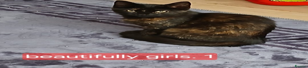Bombay Kitten 1
