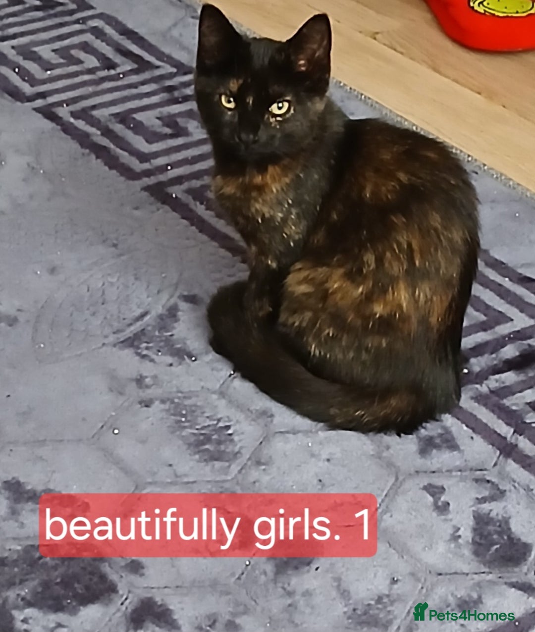 Bombay cats for sale: Three precious female kittens - Image 5