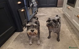 Miniature Schnauzer dogs for sale: Perfect Miniature Schnauzer Puppies, 1 boy, 1 girl - Image 6