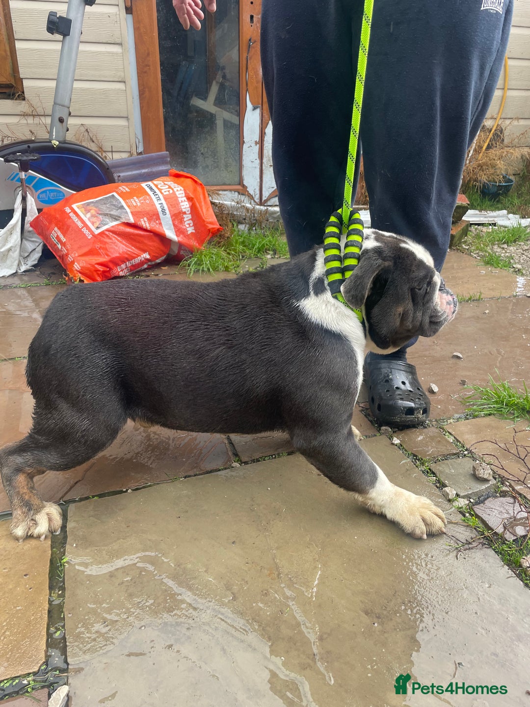 English Bulldog dogs for sale: Winston - Image 4