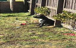 Staffordshire Bull Terrier dogs for stud: Staffy for stud - Image 5