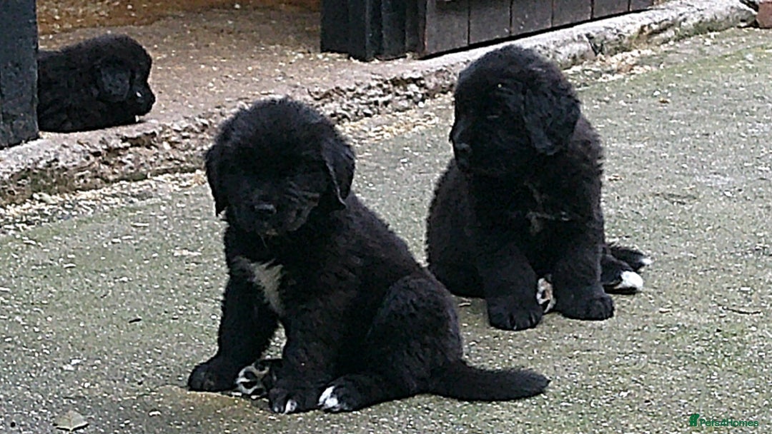 Newfoundland dogs for sale: Newfoundland X - Image 3