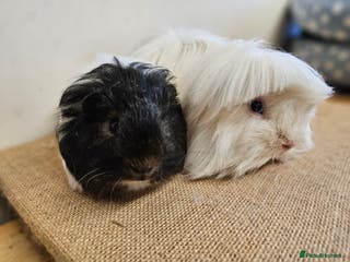 Guinea Pig rodents Bonded pairs of baby/young male guinea pigs - Advert 1