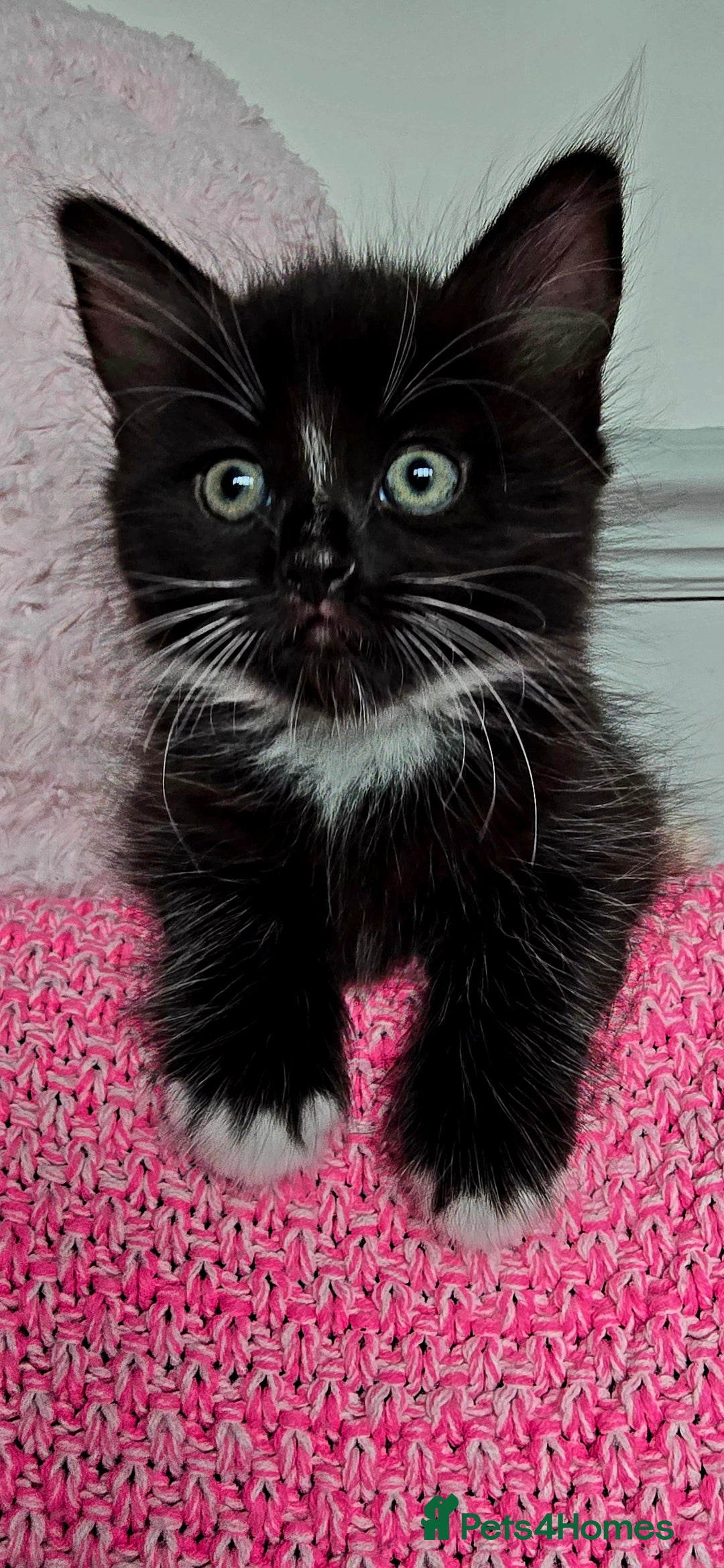 Mixed Breed cats for sale: 2 Adorable boys - Ragdol Mix kittens - Image 1