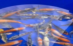 Koi Carp fish for sale: Koi Carp  - Image 7