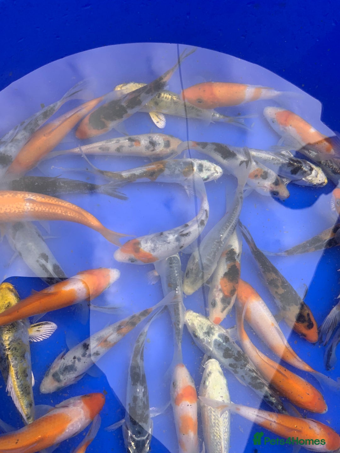 Koi Carp fish for sale: Koi Carp  - Image 7