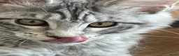 Maine Coon cats for sale: 2 beautiful mainecoon kittens ready for a home in Lisburn - Advert 3
