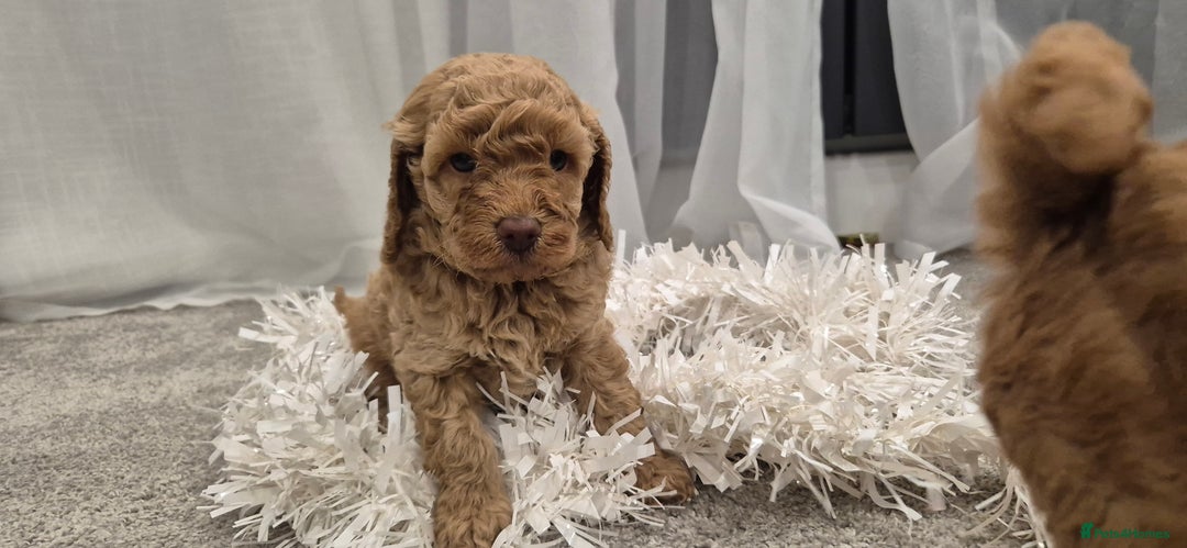 Cockapoo dogs for sale: Gorgeous fluffy Coockapoo puppies - Image 10