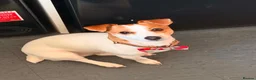 Jack Russell dogs for sale:  Minature Jack Russell Terrier Puppies. - Advert 3